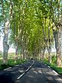 Con đường làng với cây Platanus