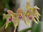 Bulbophyllum guttulatum (Orchidaceae)