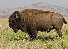 Bisonte-americano (Bison bison bison).
