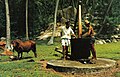 A Oxnmui, Seychellen