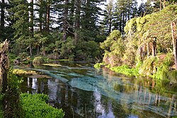 The Hamurana stream in the Hamurana Springs Recreation Reserve