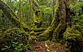 Image 17Antarctic beech old-growth in Lamington National Park, Queensland, Australia (from Old-growth forest)