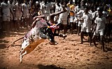D-8 (Jallikattu) Jallikattu is a traditional form of bull-riding in Tamilnadu.