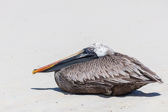 Galapagos brown pelican (Pelecanus occidentalis urinator), Tortuga Bay, Santa Cruz Island, Galapagos Island, Ecuador.