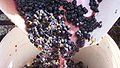 Image 20Crushed grapes leaving the crusher (from Winemaking)