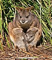 Image 7 Parma Wallaby Photo credit: Benjamint444 A female Parma Wallaby (Macropus parma) and her joey. This wallaby species is the smallest member of the genus Macropus, at between 3.2 and 5.8 kilograms (7.1 and 12.8 lb) and about 50 centimetres (1.6 ft) in length. It was believed to be extinct before the end of the 19th century, but a population was found on Kawau Island in 1965, and two years later another population was found in the forests near Gosford, New South Wales. They are now classified as Near Threatened. More selected pictures