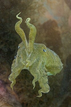 Common cuttlefish (Sepia officinalis), Arrábida Natural Park, Portugal.