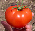 El tomate foi primeru cultiváu por civilizaciones prehispániques de Méxicu.