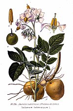 Miniatura per Solanum tuberosum