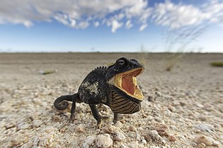 Namaqua chameleon in threat display, Namib-Naukluft National Park, turned black and opened its mouth when an attempt was made to move it off a busy road.