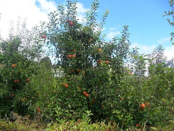 Plantações de macieiras em Bom Jardim da Serra, Santa Catarina, Brasil