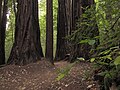 The Skyline-to-the-Sea Trail passing through a stand of California redwood trees.