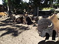 Wood bisons in Nordhorn