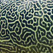 Detail of giant pufferfish skin pattern
