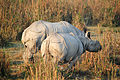 Kaziranga is an important habitat for the Indian rhinoceros