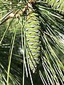 五針葉松Pinus strobusの若い球果に見える突起（茶色の部分）
