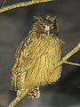 Blakiston's fish owl, the largest species of owl