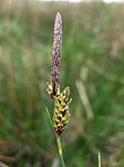 Inflorescence of Carex binervis