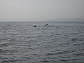 Dolphins in Al Bandar bay