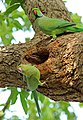 Male and female parakeet
