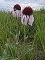 Echinacea angustifolia Narrow-leaved purple coneflower. Restoration Trail - Camden State Park, MN. 20210708.