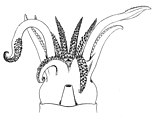 Κεφάλι και άκρα του καλαμαριού Rossia glaucopis