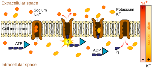 An image of the cell membrane lipid bilayer with the sodium-potassium ATPase enzyme keeping potassium inside and the sodium out. This process requires the energy molecule ATP.