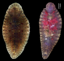 Dorsal (upper) surface and ventral (lower) surface of Placobdelloides siamensis. Ventral surface showing numerous young leeches.