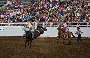 Bareback bronco rider at the St. Paul Rodeo in St. Paul