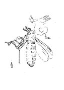 Bibio tenuiapicalis femelle holotype éch. C51.