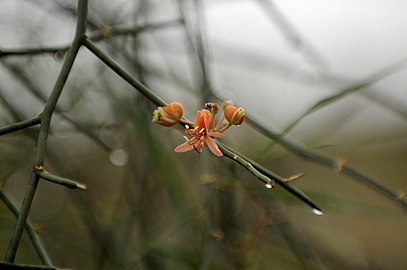 Flower on branch