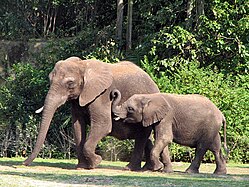 Elephants at the Kilimanjaro Safari.