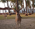 Free-roaming spotted deer