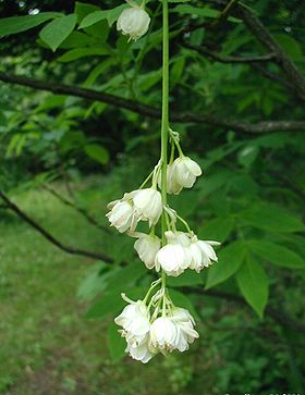 Almindelig blærenød (Staphylea pinnata) Foto: Sten Porse