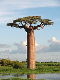 شجرة تبلدي (باأوباب) غرنديدي، بالقرب من مورونداڤة، مدغشقر.