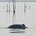 Dolphins in Chilika Lake, Satpada
