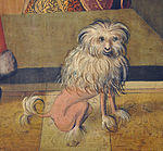 Dog depicted in lion cut, 1505.