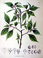 Helwingia ruseiflora