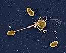 bitika bakteria Vibrio tasmaniensis