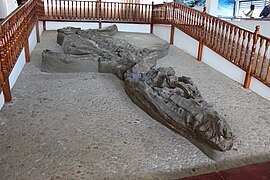 Fossil skeleton of a pliosaur kept in a museum