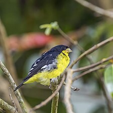 male S. p. colombianus, Colombia