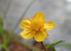 Rāvas gundega (Ranunculus flammula)