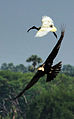 Darter and ibis