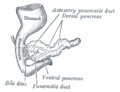 Altıncı hafta sonunda bir insan embriyosunun pankreası.