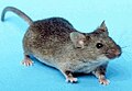 Domjaca myš (Mus musculus)