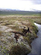 Le pergélisol devient instable en se réchauffant ; ici fissures visibles en Suède, sur le plateau tourbeux de Storflaket près d'Abisko.