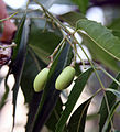 Unripe fruit in Chennai, India