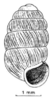 a drawing of cylindrical-ovate shell