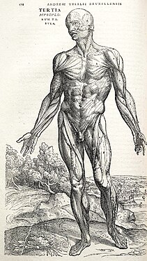 Anatomical study from De humani corporis fabrica (1543) by Andreas Vesalius