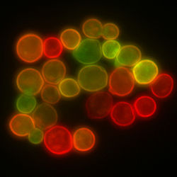 Yeast cell membrane visualized by some membrane proteins fused with RFP and GFP fluorescent markers. Imposition of light from both of markers results in yellow color.